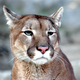 The quick-thinking cougar managed to escape by going for his attackers' vulnerable torsos.